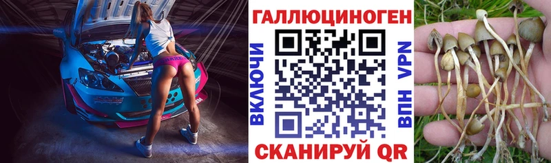дарнет шоп  Хасавюрт  Псилоцибиновые грибы Psilocybine cubensis 